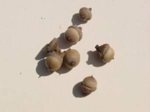 Georgia oak acorns
